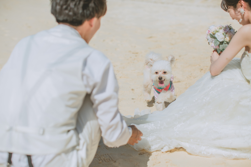 CREATIVE STUDIO by ワタベウェディング_ペットと一緒に撮影できる