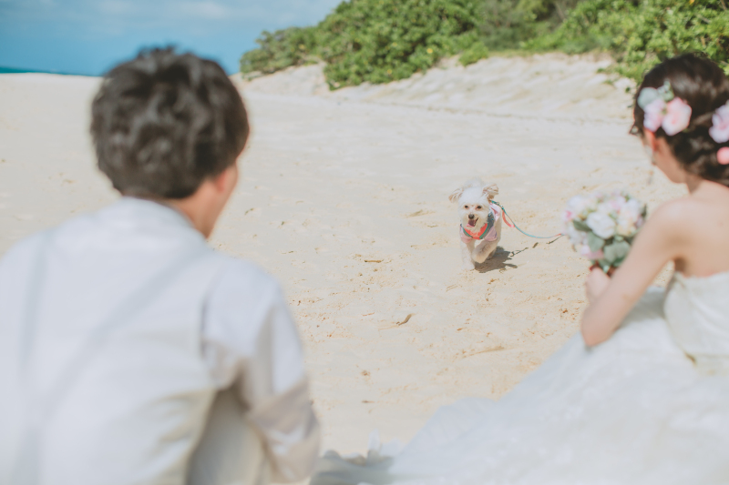 CREATIVE STUDIO by ワタベウェディング_ペットと一緒に撮影できる