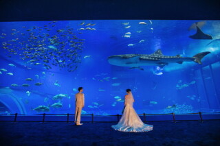 CREATIVE STUDIO by ワタベウェディング_◇ホースフォト、水族館、ペットフォト◇