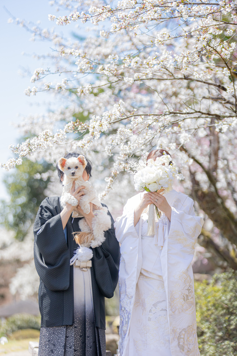 愛するわんこと記録を残したい