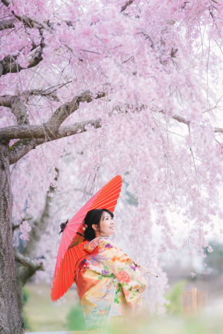 アトリエシュウ_桜photo