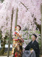 お寺では、素敵な枝垂れ桜もお出迎え。和装スタイルが得意で、衣装にも自信があります。