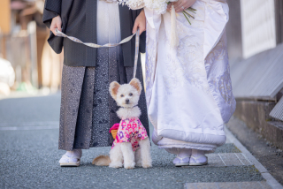 愛犬や、愛猫と一緒に思い出の和装ロケーションフォト