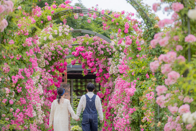 5月の美しい満開のバラに囲まれて洋装ロケーション撮影プラン