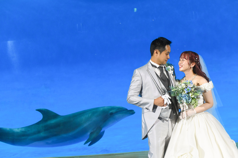 イルカがそっと祝福