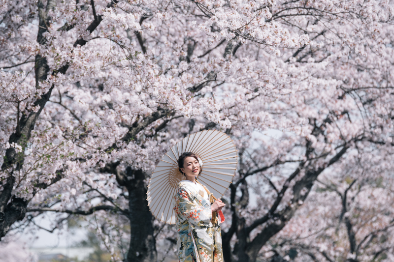 桜ロケーション4