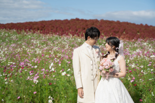 国営ひたち海浜公園☆コキア×コスモス秋ロケーション！！