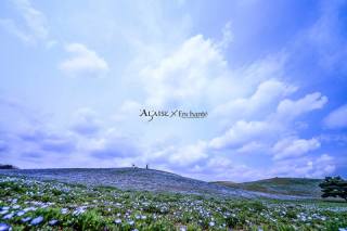 今年もネモフィラ大爆発！