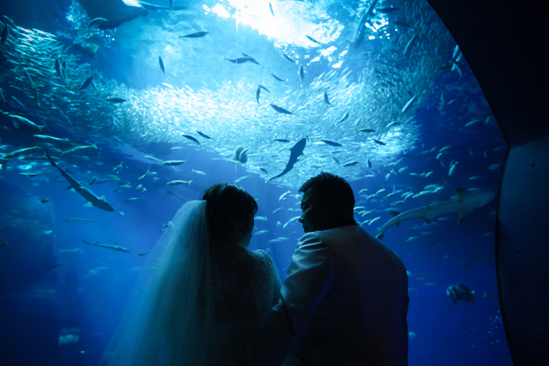 群遊する魚たちに見守られる、神秘的なシルエット