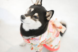 家族【ペット】と撮影ができる♪