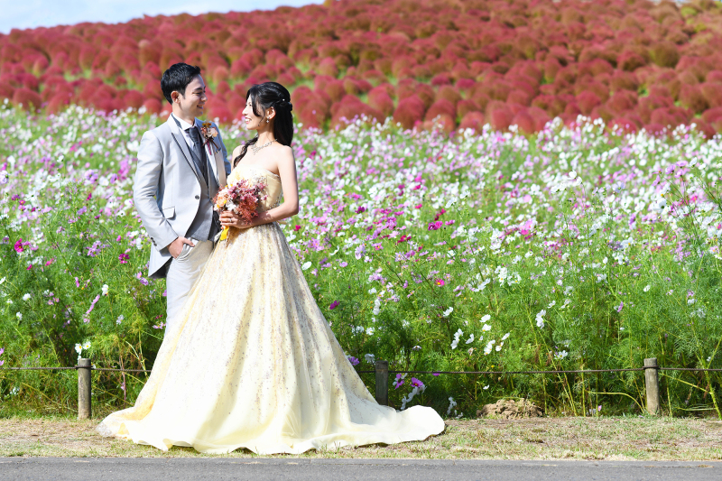 赤い絨毯とコスモスのなかで