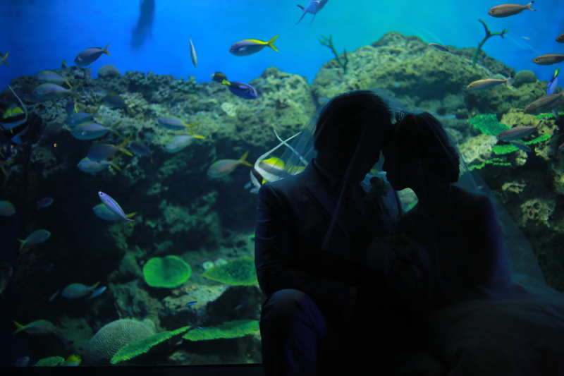 大人気!水族館ロケーション