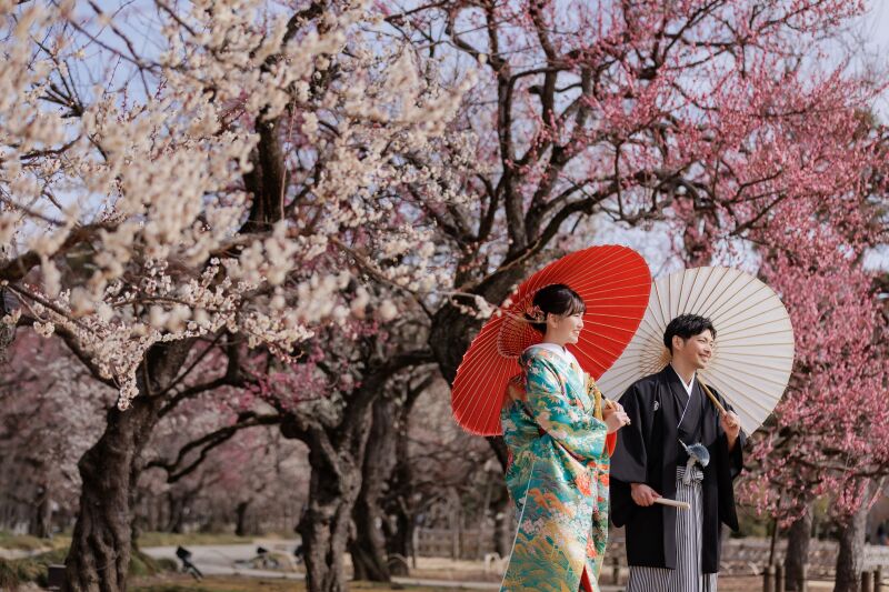 咲き誇る梅の花と和傘が彩る風景