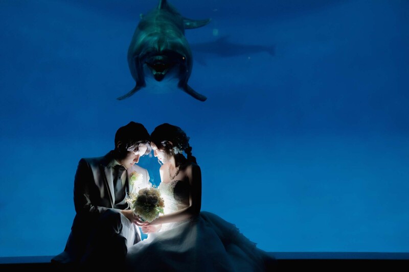 イルカさんもお祝いに！