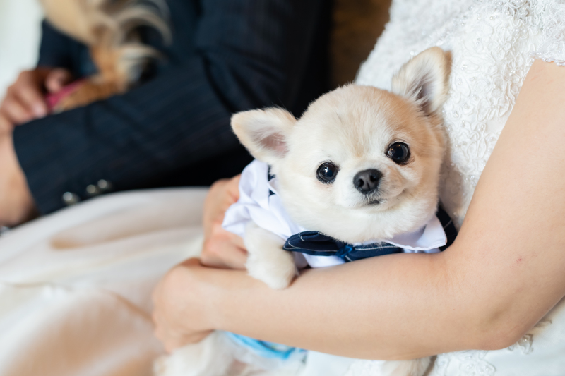 アンシャンテ ひたちなか本店_ペットと一緒に撮影できる