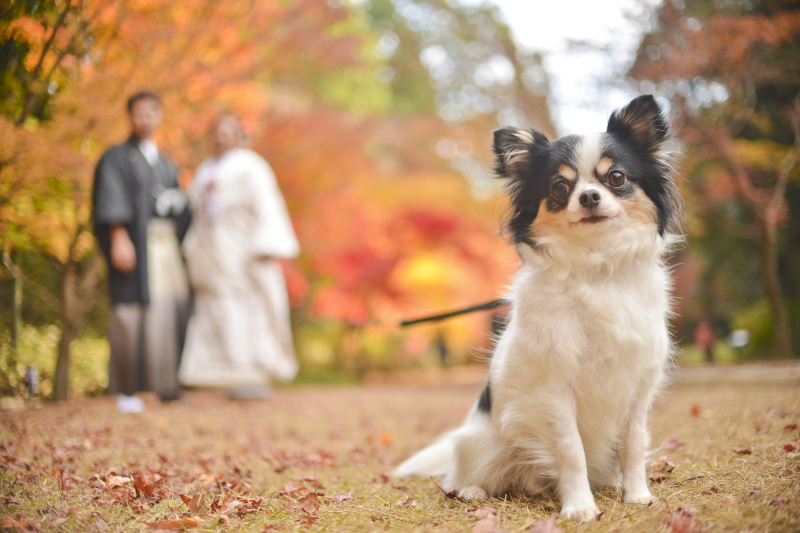 ロケーションでもペット撮影可能!!!