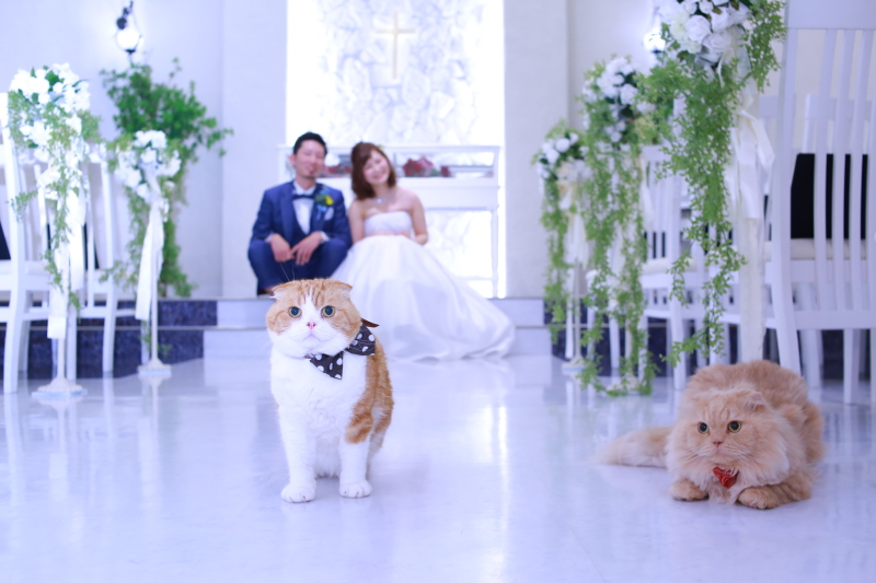 アンシャンテ ひたちなか本店_ペットと一緒に撮影できる