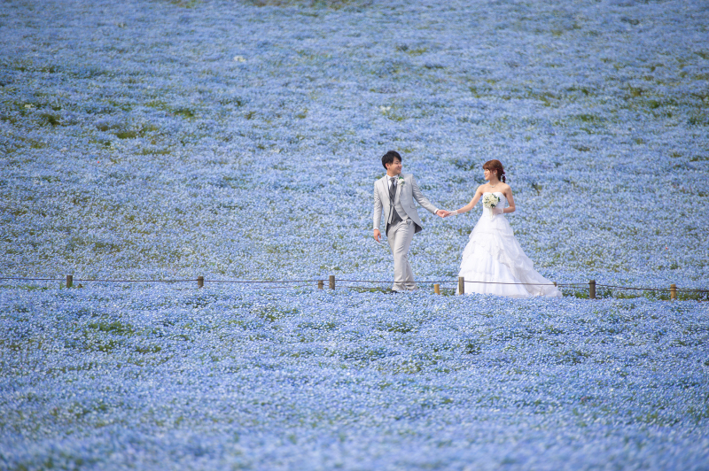 【2026年早割⭐️先行予約】青と蒼のネモフィラフォト☆シンプルプラン！