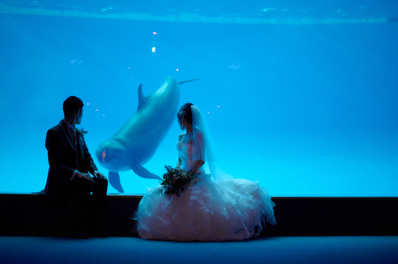 【大洗水族館で撮影!】フォトウェディング〜ユニークベニュー〜