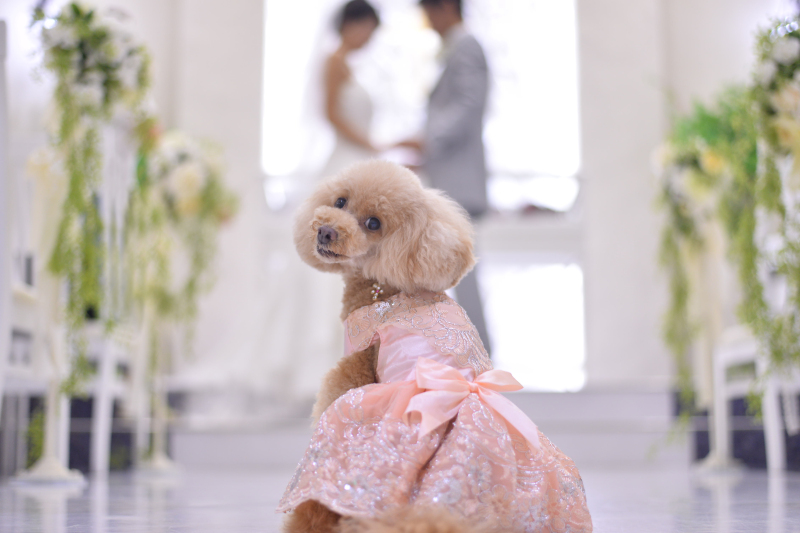 【ペットと一緒に記念日を】ペットフレンドリーフォトプラン