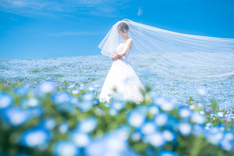 【2026年早割⭐️先行予約】青と蒼のネモフィラフォト☆シンプルプラン！