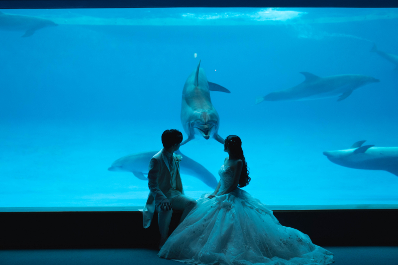 イルカさんとご対面