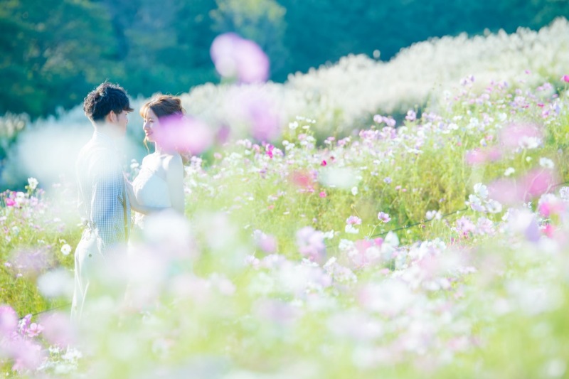 ふわふわ揺れる秋の花