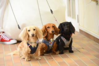 ワンちゃん3匹と♡洋装編♡