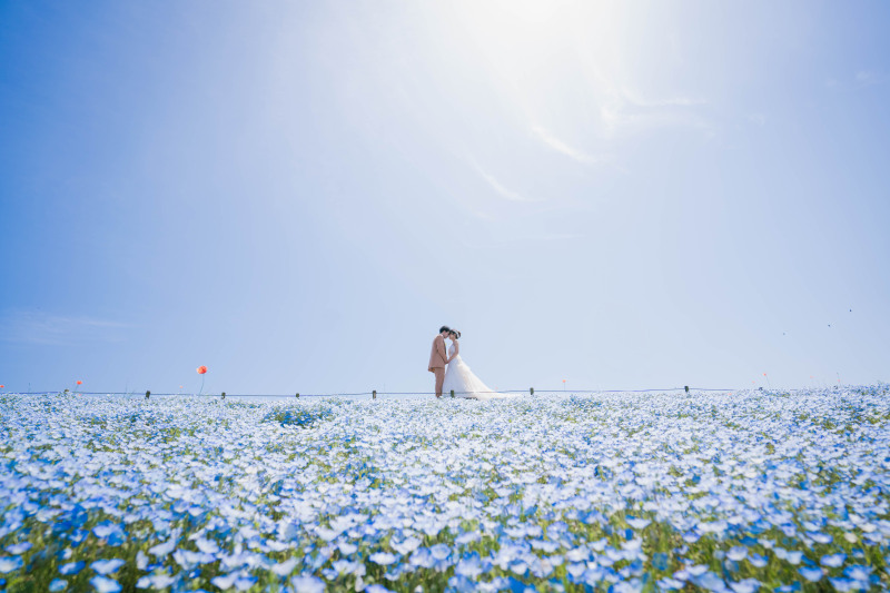 青に包まれるネモフィラフォトウェディング