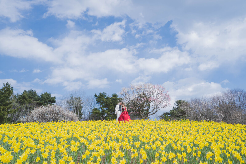 菜の花と空