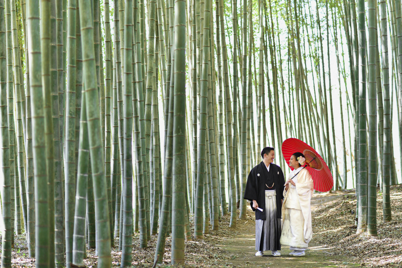 一面の竹林
