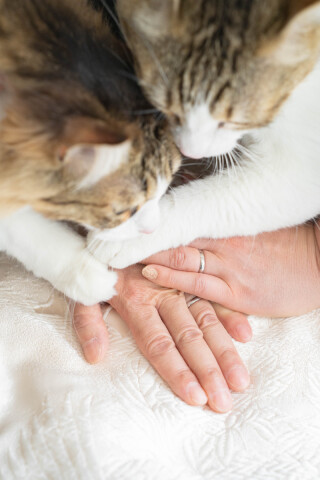 かわいいニャンズと和装フォト