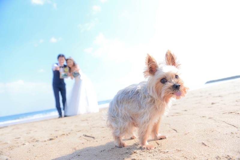 もちろんペットとも撮影可能です!