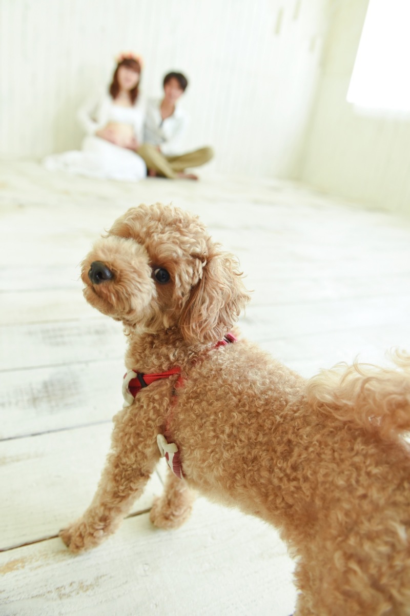 アンシャンテナチュレ つくば店_ペットと一緒に撮影できる