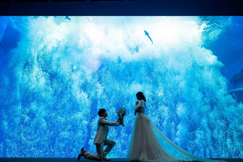 ★photorait限定【水族館ロケーションプラン】憧れの水族館でwedding photo!!大水槽やイルカと写真が撮れる!!