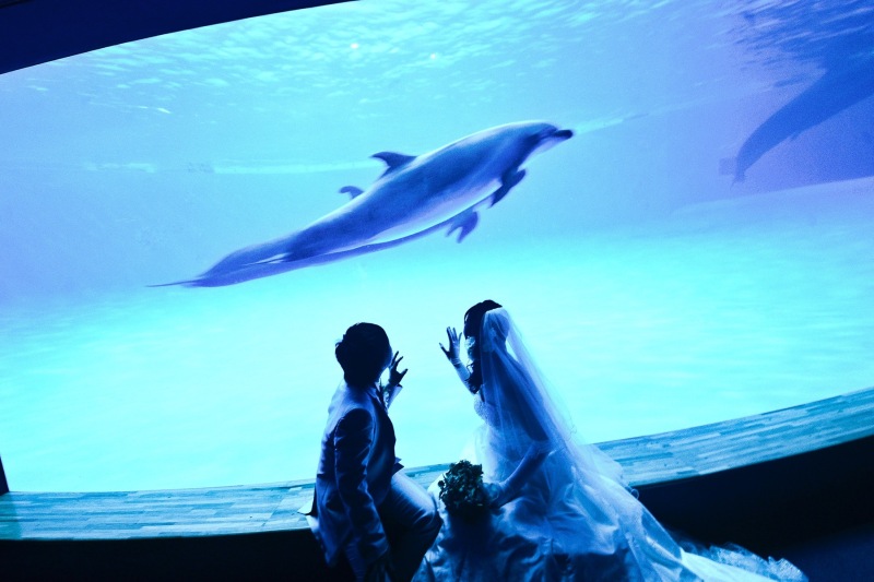★photorait限定【水族館ロケーションプラン】憧れの水族館でwedding photo!!大水槽やイルカと写真が撮れる!!