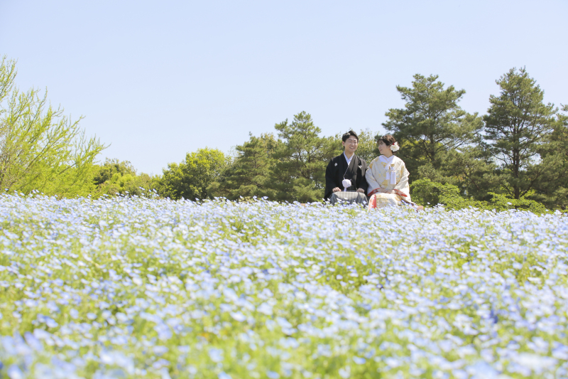 青い蒼いネモフィラ畑！