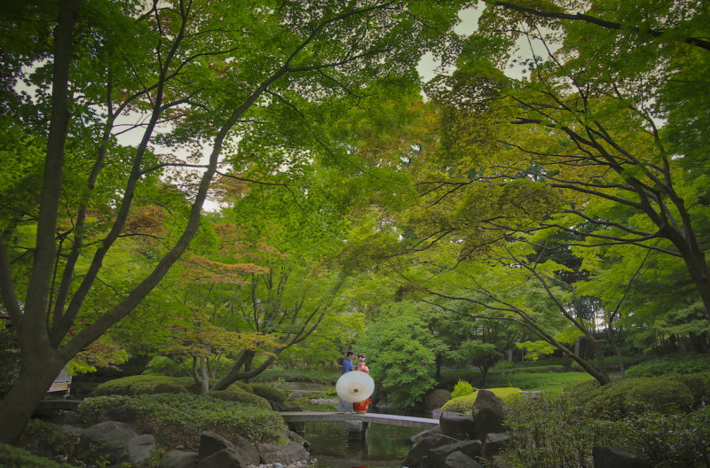 画面いっぱいの緑