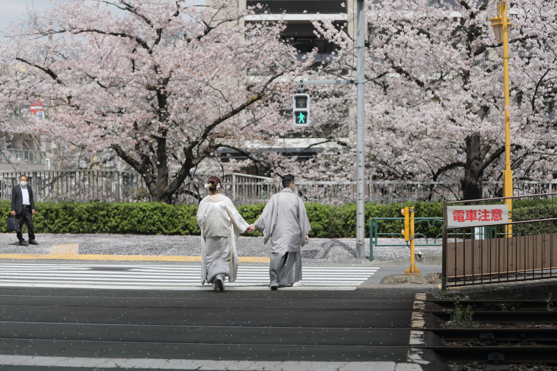 神田川沿いの桜