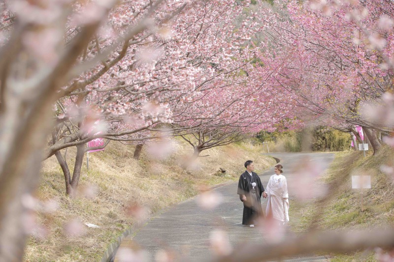 伊豆桜ロケーション