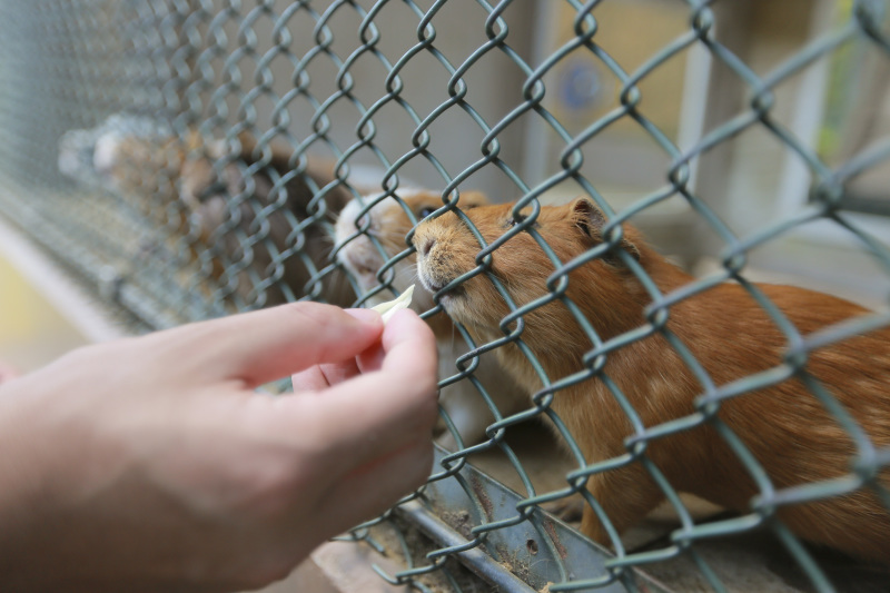どうぶつとも撮れるロケーション