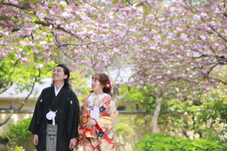 桜ロケのご紹介