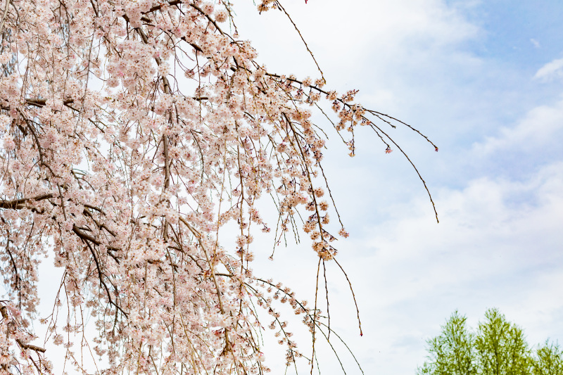 思わず見惚れる桜の景色