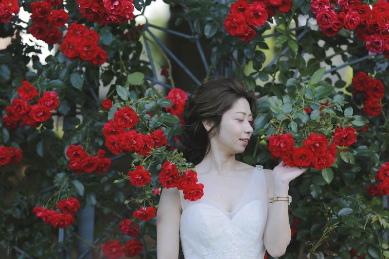 真っ赤なバラに包まれて