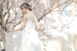 新宿中央公園の桜