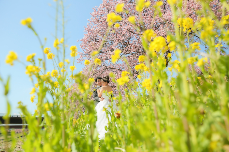 菜の花と桜