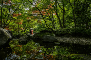 新緑の大田黒公園