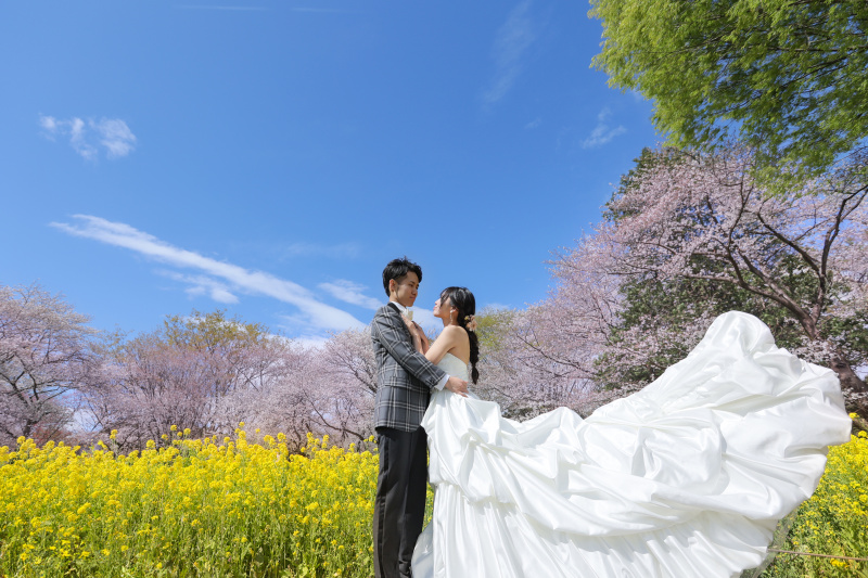 桜と菜の花のコラボ