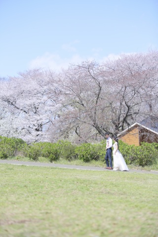 緑と桜と青空と