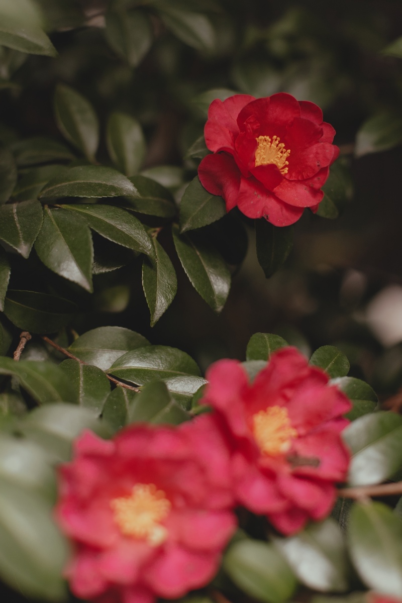 静寂を彩る、赤のアクセント